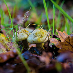Grzyby - closeup © Emil
