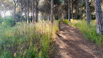 Obraz premium Mountain trail surrounded by pine trees sun rays in the morning.