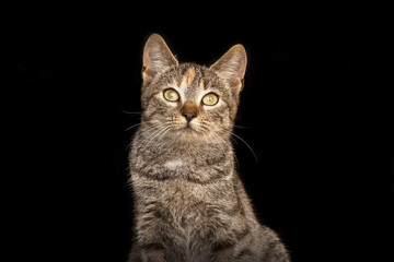 Obraz premium A young playful grey striped farm cat in isolated on black studio background