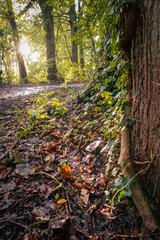 Leśna droga © Emil