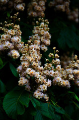 Fototapeta premium Blüten der Rosskastanie