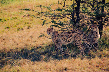 Young cheetas under tree
