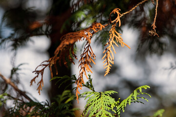 Chamaecyparis lawsoniana, Columnaris in the park. natural background. beauty in nature, copy space. autumn season. dry branches.close-up. autumn background