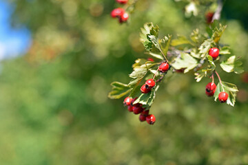 Crataegus. autumn forest red berries on a branch. Close-up of ripe winter fruits of red hawthorn with natural background. bokeh, place for text. hawthorn bush, berries in medicine, cosmetology