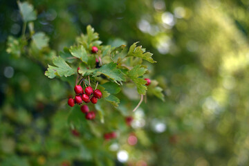 Obraz premium Crataegus. autumn forest red berries of wild rose on a branch. Close up of ripe winter fruits of red hawthorn with natural green background. bokeh, close-up, place for text