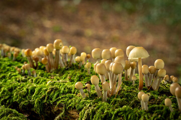 Group of fungi on mossy log 