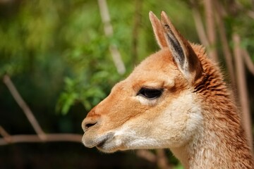 Tête de lama de profil en gros plan, avec tons vifs © Romain P19