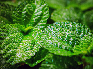 Peppermint leaf lush  close up, pattern of green mint leaves, top view. Freshness organic background.