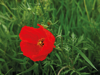 A small green grasshopper sits on a large red poppy flower. Vivid photographs of insects in nature.