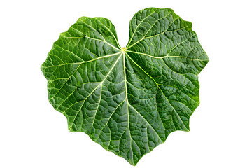 Realistic pumpkin leaf displays intricate veins and rich green color isolated on white background