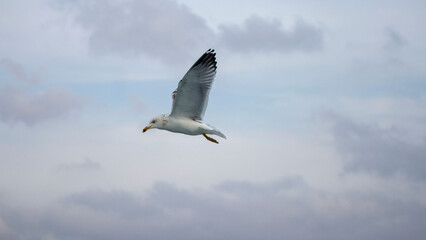 Seagull Flying Over Ocean Waves