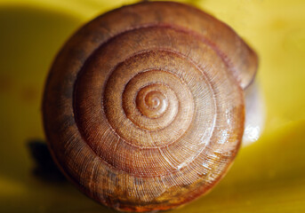 Mollusk shell snail details Macro Close-Up Shot