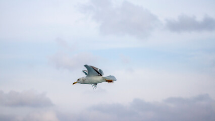 Seagull Flying Over Ocean Waves