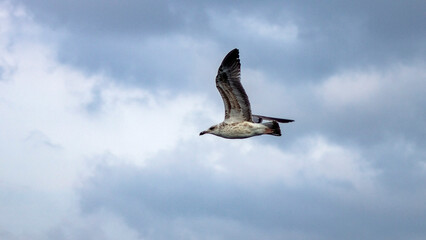 Seagull Flying Over Ocean Waves