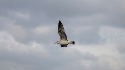 Seagull Flying Over Ocean Waves