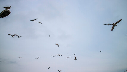 Seagull Flying Over Ocean Waves