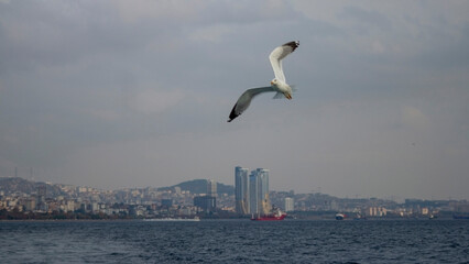 Seagull Flying Over Ocean Waves