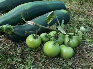 Green tomatoes on the vine and green zucchinis on the grass, fresh and vibrant garden produce in natural outdoor setting