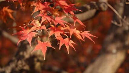 紅葉と日本の秋空