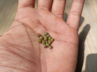 Mung beans on hand