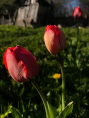red tulips on green grass background in a garden, vibrant floral display in natural outdoor setting symbolizing spring beauty and freshness