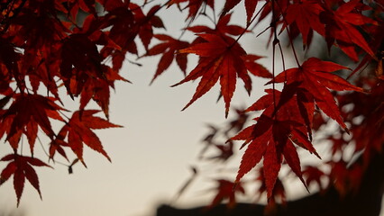 紅葉と日本の秋空