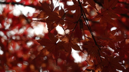 紅葉と日本の秋空