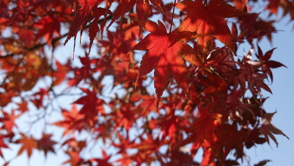 紅葉と日本の秋空