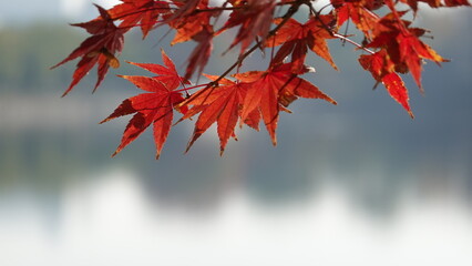 紅葉と日本の秋空