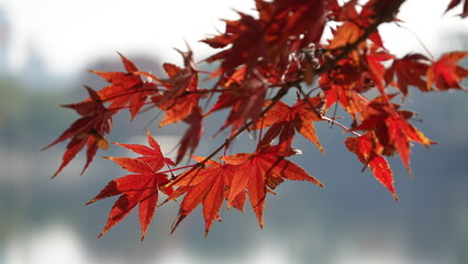 紅葉と日本の秋空