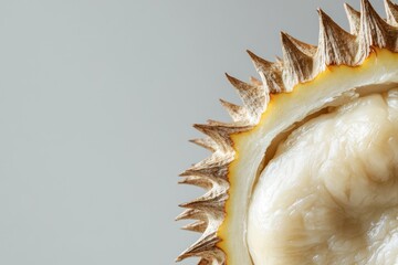 Obraz premium A close-up shot of a durian piece on a blank background with ample space for text, perfect for commercial use. The image captures the intricate details of the fruit's creamy texture and spiky shell.