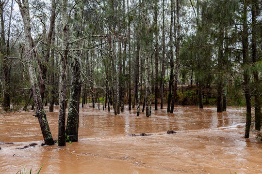 Brown floodwaters swirling around tree trunks in creek with broken banks after heavy rain