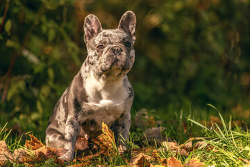 A merle french bulldong sitting on a meadow in autumn outdoors. Naural dog portrait