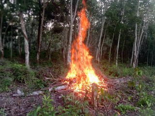 fire on jungle