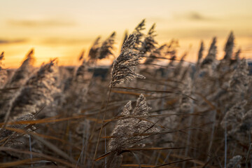 Autumn grass against the sunset background.