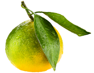 Orange-green tangerine with two leaves isolated on a transparent background. Completely in focus.