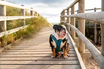 Bulldog sitting peacefully on a wooden boardwalk at the beach during a sunny afternoon with gentle...