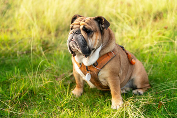 A playful bulldog resting in a grassy field during a sunny afternoon outing in the park