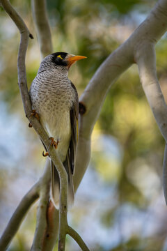 Noisy Miner perched in a Eucalyptus tree in vertical format