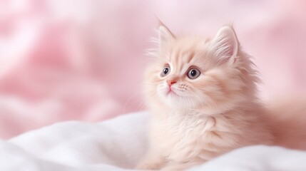 Cute domestic fluffy kitten on soft pink fabric. Copy space.