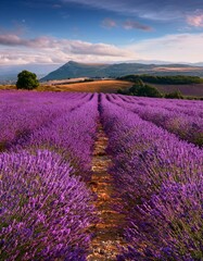 Obraz premium Endless Lavender Fields in Full Bloom, Stretching Across the Countryside With Rolling Hills in the Distance and a Soft Breeze Carrying the Fragrance Through the Air