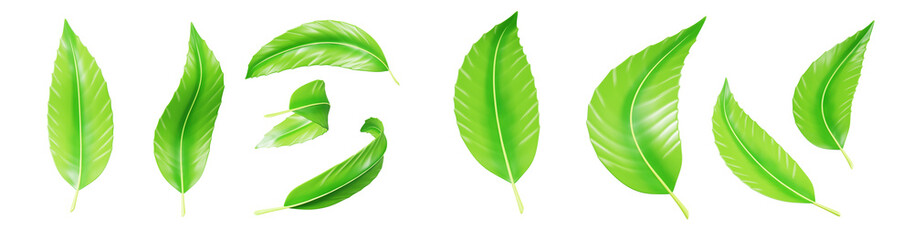 Obraz premium 3d green leaf plant, mint or tea leaves top view. Fresh summer foliage of basil, lime or peppermint, organic design element isolated on transparent background png render icon set. 3D illustration