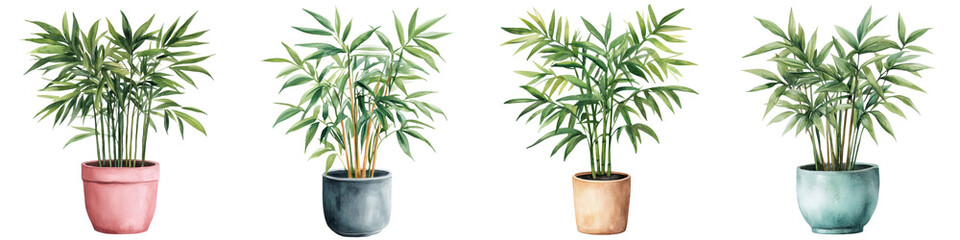 Fototapeta premium Bamboo Palm Houseplants Potted in Colorful Decorative Ceramic Containers for Bringing Natural Green Foliage into Modern Home and Office Spaces