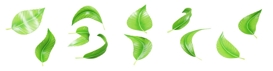 3d falling tea leaves, green mint leaf flying in air png render set. Realistic wave shape of fresh tree or plant foliage, nature design element isolated on transparent background. 3D illustration © marozhkastudio
