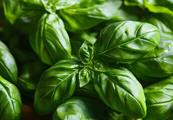 Obraz premium Close-Up Fresh Basil Leaves Macro Photography