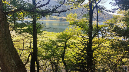 Obraz premium sunset in the forest