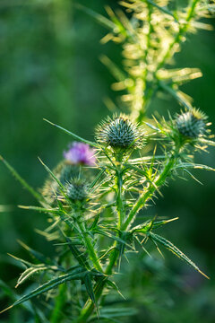 spikey Scotch thistle weed with green buds growing in afternoon backlighting