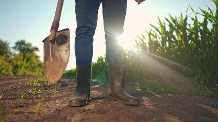 corn farming maize. a farmer walks next to a field of corn holding a shovel close-up of his feet in...