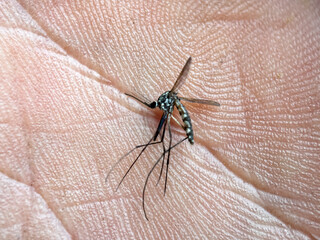 Close up of dead mosquito, Asian tiger mosquito (Aedes albopictus)