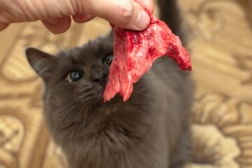 Cat eats a piece of meat.